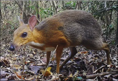Quel est le nom de ce mammif&egrave;re herbivore originaire du Vietnam ?