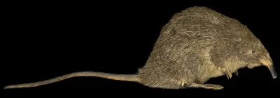 Quel est le nom de ce mammif&egrave;re insectivore end&eacute;mique de la cha&icirc;ne des Pyr&eacute;n&eacute;es ?