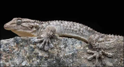 Quel est le nom de ce reptile m&eacute;diterran&eacute;en insectivore en danger de disparition ?