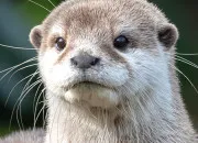 Quiz Je te défie d'avoir tout juste à ce quiz en moins de 15 secondes  ! Version 7