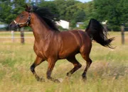 Quiz Quiz sur les robes des chevaux