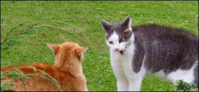 Une attaque ! Que fais-tu ?