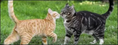 Tu aimes :