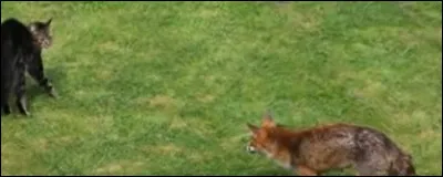 Et pour finir, un renard se cache et veut attaquer la pouponni&egrave;re. Tu le ressens et l'attaques. Tout le monde applaudit.