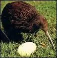 Je suis un fruit  la chair verte, je suis aussi un oiseau vivant en Nouvelle-Zlande, je suis...