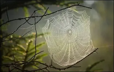 Quelles utilisations correspondent &agrave; la toile d'araign&eacute;e ?