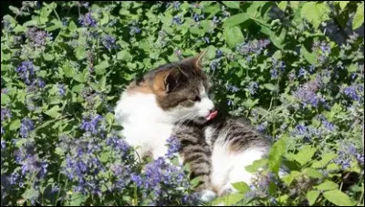 Quelle plante peut aider &agrave; soigner le mal vert ?