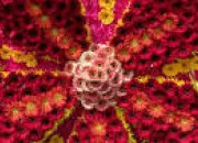 Quiz Rapidité : les fleurs