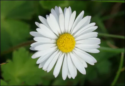 Quelle est cette fleur ?