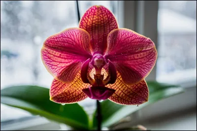 Quelle est cette fleur ?