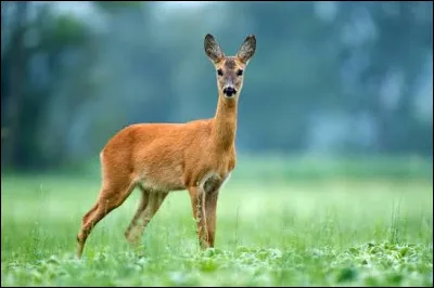 La biche est la femelle du...