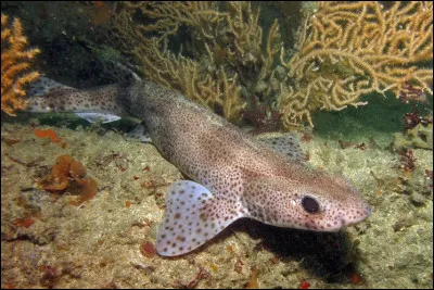 Quel est l'autre nom de ce poisson appel&eacute; ''Biche'' ?