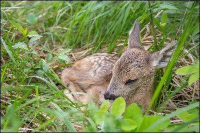 Comment s'appelle le petit de la biche ?