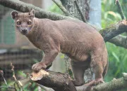 Quiz Le fossa