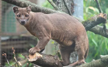 Quiz Animaux