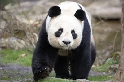 La nourriture principale des pandas g&eacute;ants est-elle le bambou ?