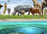 Quiz Langue anglaise - Les animaux