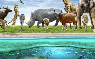 Quiz Animaux