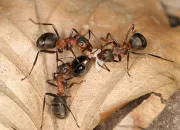 Quiz Langue anglaise - Les insectes