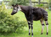 Quiz L’okapi