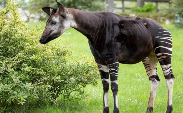 Quiz Animaux