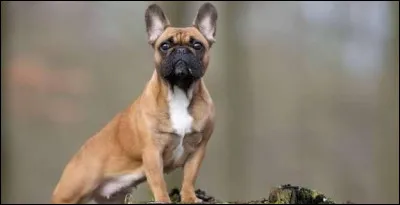Quelle est la race de ce petit chien au nez retrouss&eacute; ?