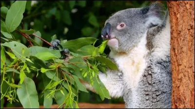 Animaux - Comment appelle-t-on un animal qui se nourrit uniquement de v&eacute;g&eacute;taux ?