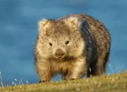 Quiz Le wombat