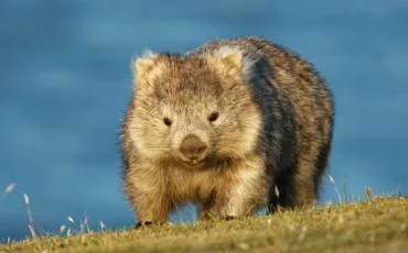Quiz Animaux