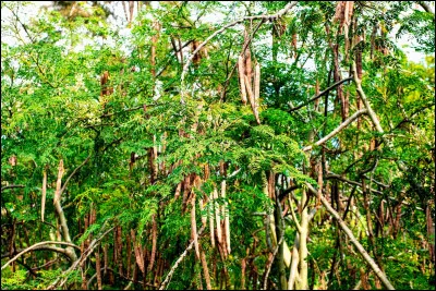 Quel arbre d'Am&eacute;rique du Sud est connu pour son &eacute;corce utilis&eacute;e contre le paludisme ?