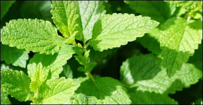 Saurais-tu reconna&icirc;tre la menthe aquatique ?