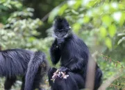 Quiz Zoologie - Les pays comptant le plus d'espèces endémiques au monde
