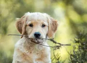 Test Quelle race de chien est faite pour vous ?