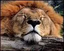 Le Lion est mort ce soir