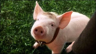 Autre cochon c&eacute;l&egrave;bre : Babe. Compl&eacute;tez le titre du film qui lui est consacr&eacute; en 1995 : "Babe, le cochon...".