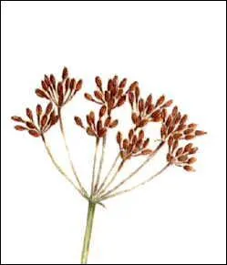 Quelle est cette pice ?