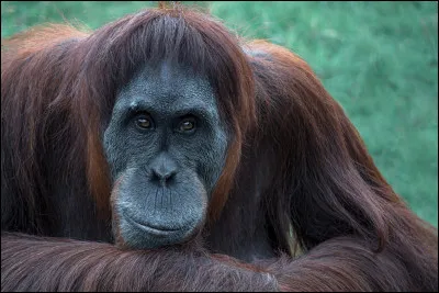 Quel singe vit dans la for&ecirc;t amazonienne et poss&egrave;de un visage rouge ?