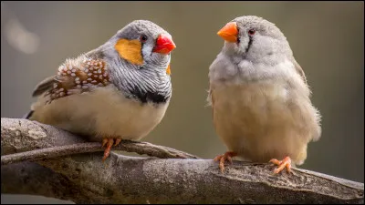 Comment appelle-t-on l&rsquo;accouplement des oiseaux ?