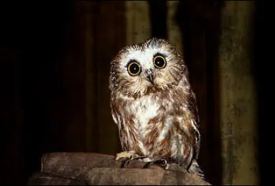 De qui Coquecigrue est-il l'hibou ?