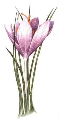 Quelle est cette pice ?