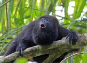 Quiz Animal, animal dans le LDM et l'homme ! Volet 1