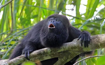 Quiz Animaux