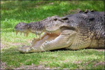 Comment dit-on le "crocodile" en espagnol ?