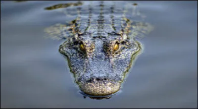 Qui est l'auteur de la nouvelle fantastique humoristique "Le Crocodile" ?