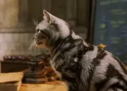 Quiz Les animaux dans ''Potter''