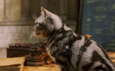 Quiz Harry potter