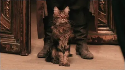 &Agrave; qui appartient ce chat ?