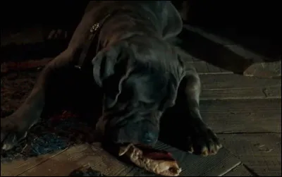 &Agrave; qui appartient ce chien ?