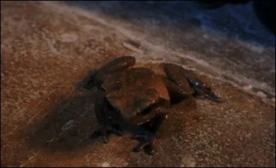 Comment se nomme ce crapaud ?