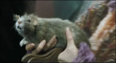 Quel est le nom de ce rat ?